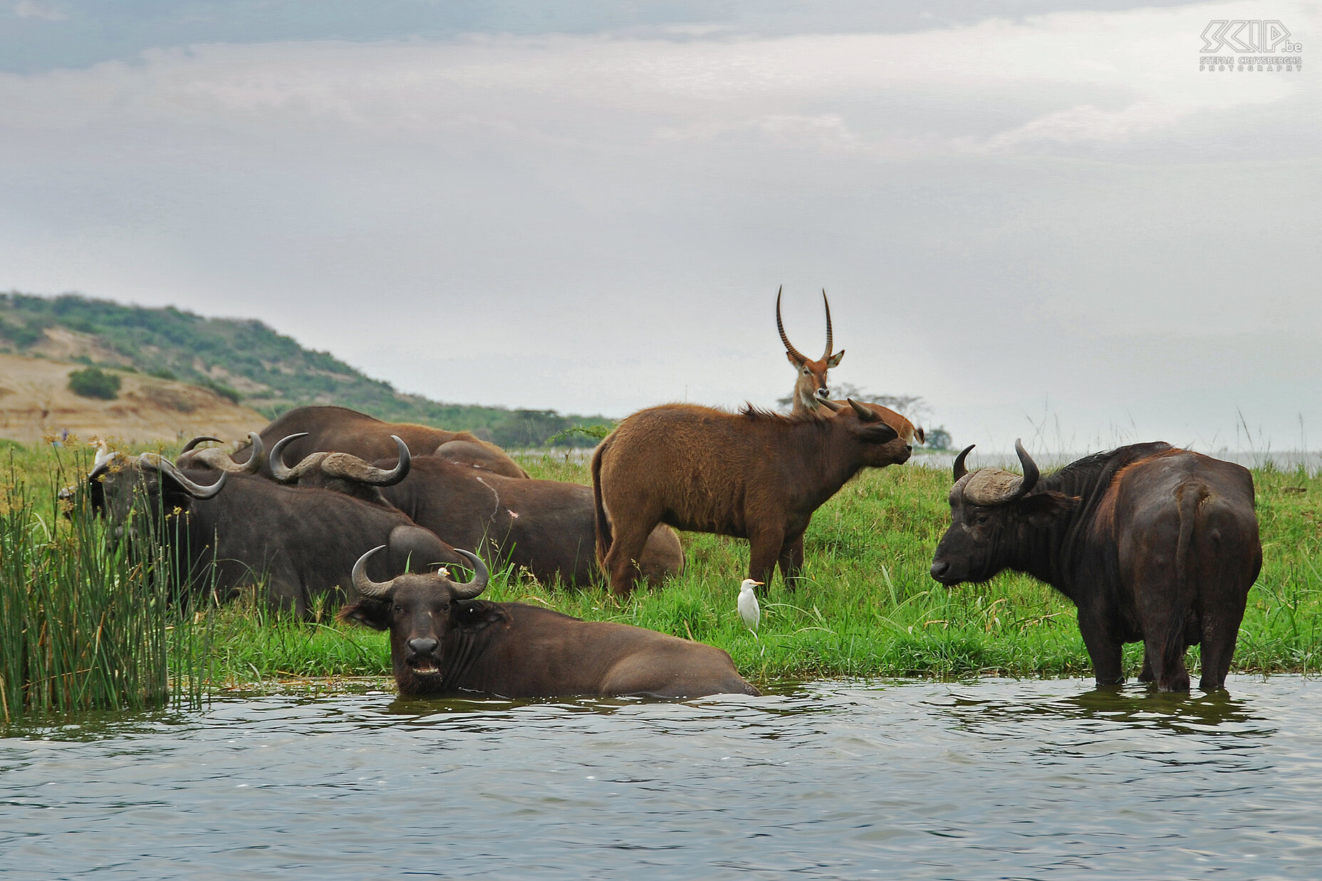 Queen Elizabeth - Buffaloes and waterboks  Stefan Cruysberghs